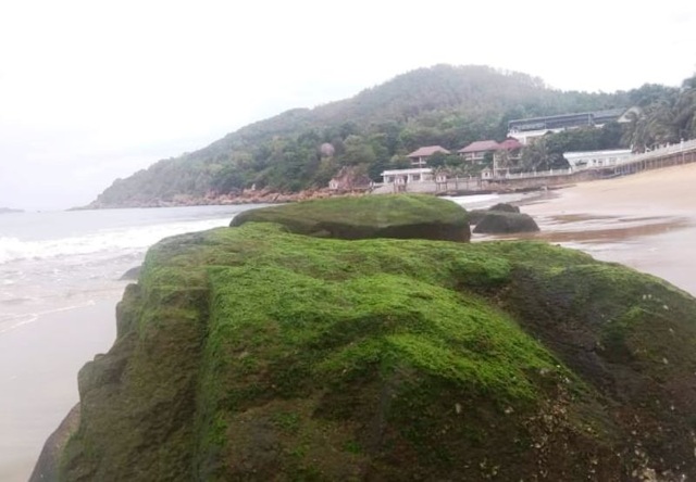 Bãi biển Quy Nhơn bất ngờ phát lộ bãi đá phủ rêu xanh - 5 Bãi biển Quy Nhơn bất ngờ phát lộ bãi đá phủ rêu xanh - 5