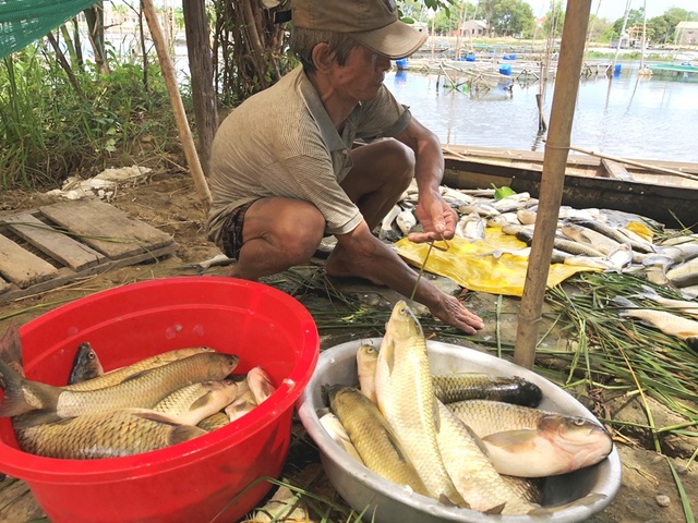 Gần 70 tấn cá lồng bỗng dưng... chết sạch - 4 Gần 70 tấn cá lồng bỗng dưng... chết sạch - 4