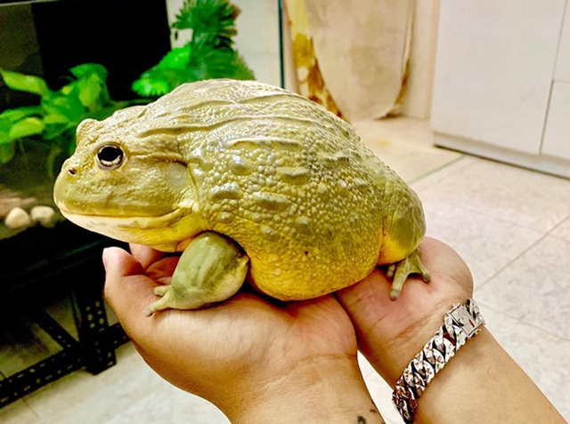 Hơn triệu đồng 1 con ếch bé tẹo, “dân chơi” vẫn bỏ tiền ra mua Hơn triệu đồng 1 con ếch bé tẹo, “dân chơi” vẫn bỏ tiền ra mua