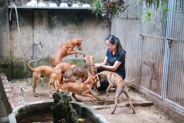 Cận cảnh đàn chó Phú Quốc bạc tỷ của “bóng hồng” xinh đẹp Hà Nội - 7