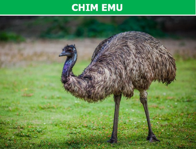 “Rợn người” với những loài chim nguy hiểm nhất thế giới (P1) - 5 “Rợn người” với những loài chim nguy hiểm nhất thế giới (P1) - 5