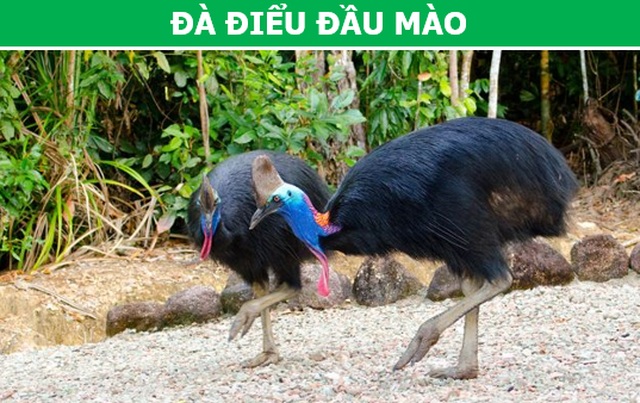 “Rợn người” với những loài chim nguy hiểm nhất thế giới (P1) - 1 “Rợn người” với những loài chim nguy hiểm nhất thế giới (P1) - 1