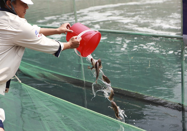 Sáng nay thả cá Koi Nhật Bản xuống sông Tô Lịch và Hồ Tây - 8 Sáng nay thả cá Koi Nhật Bản xuống sông Tô Lịch và Hồ Tây - 8