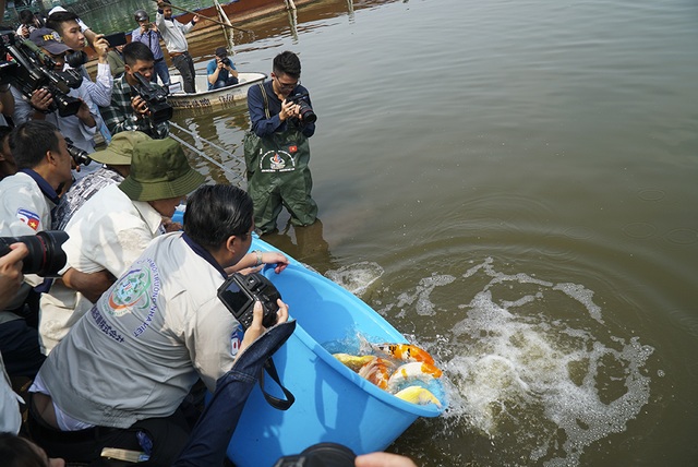 Sáng nay thả cá Koi Nhật Bản xuống sông Tô Lịch và Hồ Tây - 13 Sáng nay thả cá Koi Nhật Bản xuống sông Tô Lịch và Hồ Tây - 13