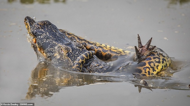The "suffocating" battle between crocodiles and pythons in the Amazon jungle - 2