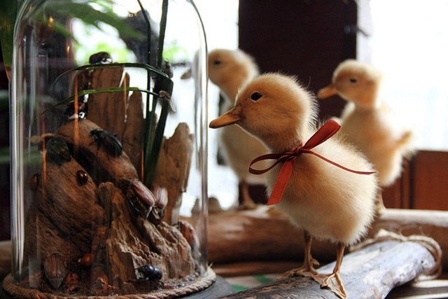 Con xấu xí bé tẹo mà giá hàng chục triệu, dân chơi đổ tiền mua về "cưng chiều" Con xấu xí bé tẹo mà giá hàng chục triệu, dân chơi đổ tiền mua về "cưng chiều"