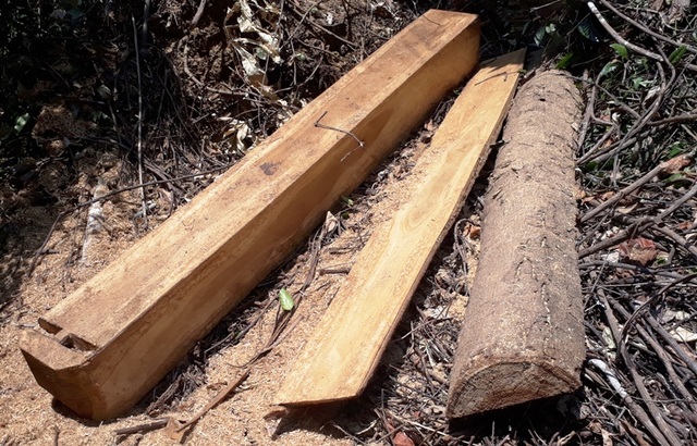 Hàng chục cây gỗ lớn bị đốn hạ ngổn ngang trong rừng tự nhiên - 3