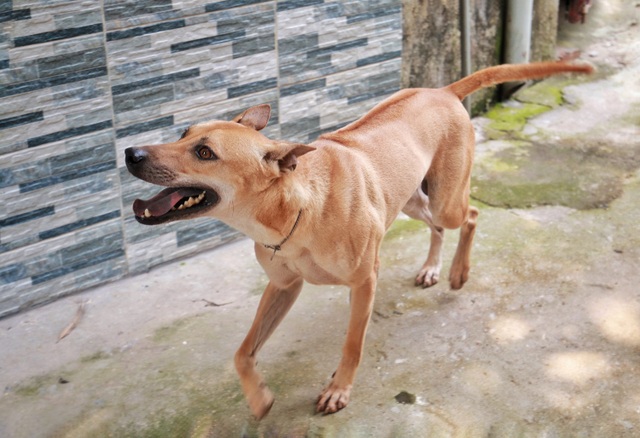 Chú chó Phú Quốc “lừng danh”, trả giá 350 triệu đồng không bán ở Hà Nội - 4