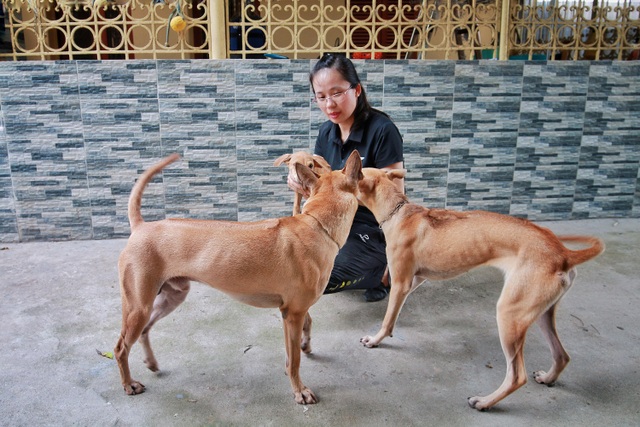 Chú chó Phú Quốc “lừng danh”, trả giá 350 triệu đồng không bán ở Hà Nội - 6