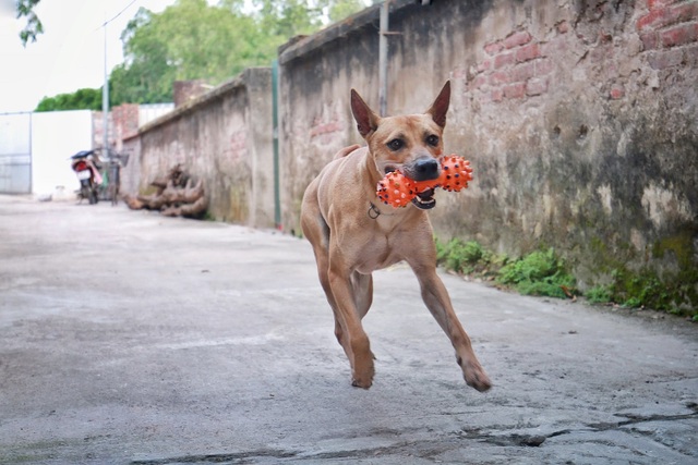 Chú Chó Phú Quốc “Lừng Danh”, Trả Giá 350 Triệu Đồng Không Bán Ở Hà Nội |  Báo Dân Trí