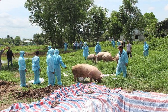 Dịch tả lợn châu Phi “tấn công” lợn của Trung tâm Giống nông nghiệp Cà Mau - 1 Dịch tả lợn châu Phi “tấn công” lợn của Trung tâm Giống nông nghiệp Cà Mau - 1