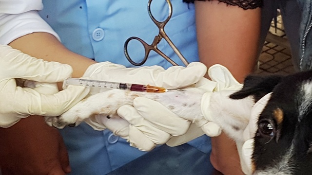 Huế: Tân sinh viên ngành Thú y tò mò xem cách chữa bệnh cho thú cưng - 15
