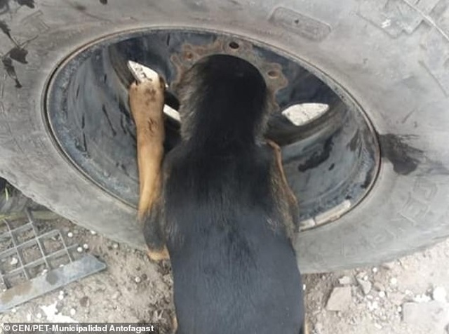 Khẩn cấp giải cứu chú chó bị kẹt đầu trong vành xe
