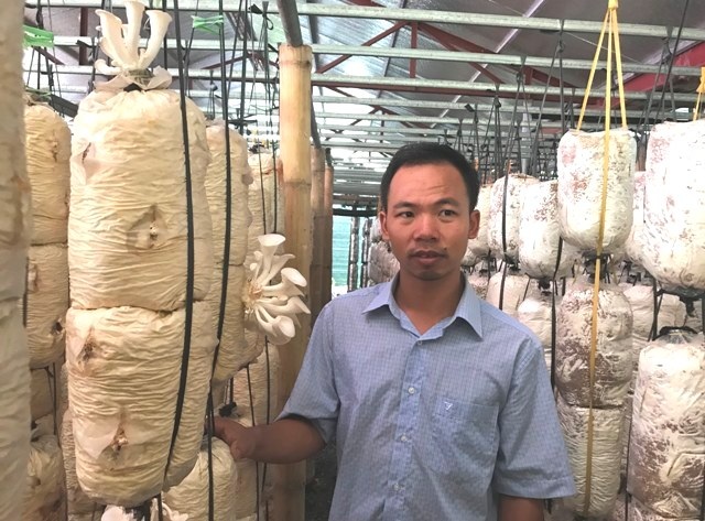 Thanh Hóa: Bỏ việc nhà nước về kiếm 300 triệu đồng/năm từ trồng nấm - 1