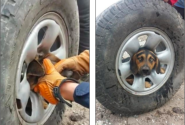 Khẩn cấp giải cứu chú chó bị kẹt đầu trong vành xe - Ảnh minh hoạ 2