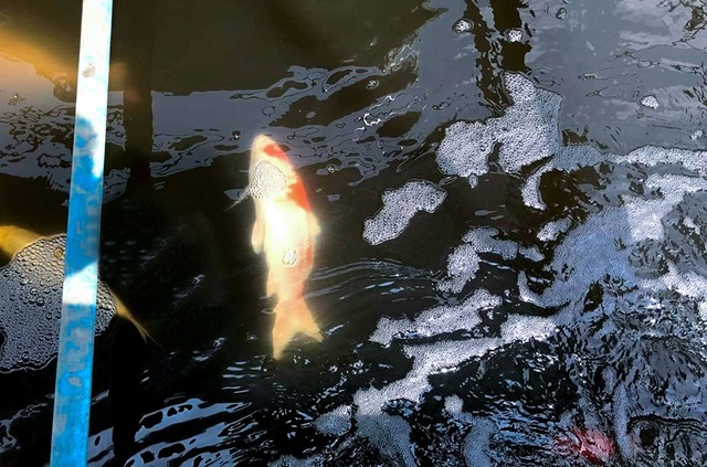 Chuyên gia thủy sản nói gì về việc cá Koi chết ở sông Tô Lịch? - 1