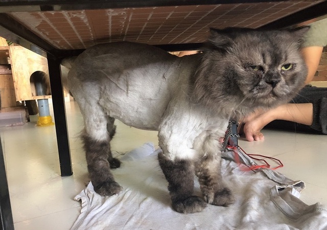 Cô gái Cần Thơ sở hữu nhiều giống mèo độc, lạ - 4 Cô gái Cần Thơ sở hữu nhiều giống mèo độc, lạ - 4