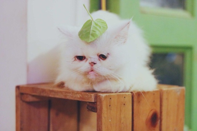 Cô gái Cần Thơ sở hữu nhiều giống mèo độc, lạ - 2 Cô gái Cần Thơ sở hữu nhiều giống mèo độc, lạ - 2