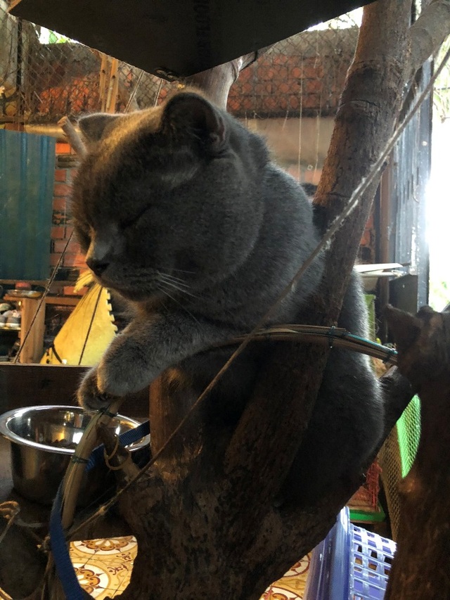 Cô gái Cần Thơ sở hữu nhiều giống mèo độc, lạ - 3 Cô gái Cần Thơ sở hữu nhiều giống mèo độc, lạ - 3