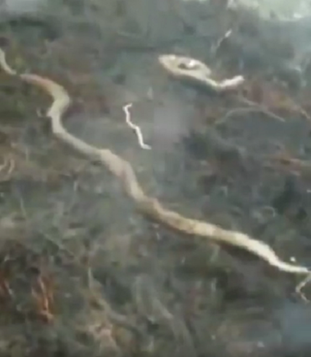 Giant python 𝓀𝒾𝓁𝓁ed in deʋastating fire in Indonesia