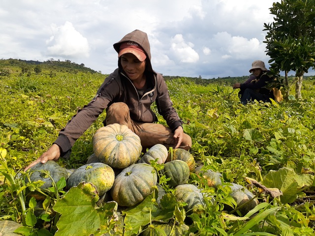 Thời tiết thất thường, dân “khóc ròng” vì bí đỏ “mất mùa, mất giá” - 2 Thời tiết thất thường, dân “khóc ròng” vì bí đỏ “mất mùa, mất giá” - 2