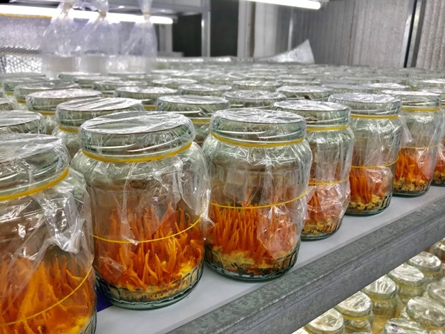 Thanh Hoá: Bỏ lương 14 triệu/tháng về quê trồng “siêu nấm” kiếm 500 triệu đồng/năm - 3 Thanh Hoá: Bỏ lương 14 triệu/tháng về quê trồng “siêu nấm” kiếm 500 triệu đồng/năm - 3