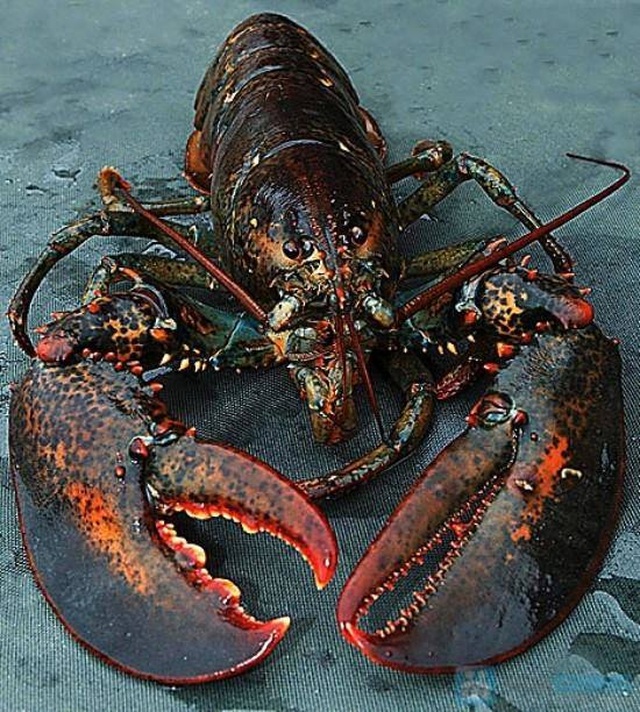Nghe tin tôm hùm Alaska 170.000 đồng/kg, dân đổ xô đi mua mới… “ngã ngửa” - 1 Nghe tin tôm hùm Alaska 170.000 đồng/kg, dân đổ xô đi mua mới… “ngã ngửa” - 1