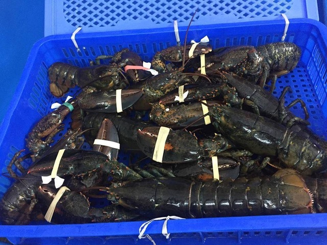 Nghe tin tôm hùm Alaska 170.000 đồng/kg, dân đổ xô đi mua mới… “ngã ngửa” - 2 Nghe tin tôm hùm Alaska 170.000 đồng/kg, dân đổ xô đi mua mới… “ngã ngửa” - 2