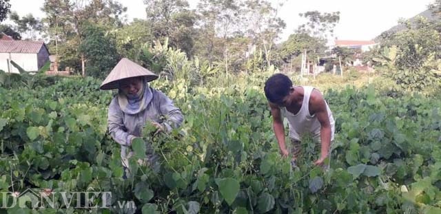 Thái Nguyên: Mang rau dại từ rừng về vườn, bán dễ, kiếm bộn tiền - 4