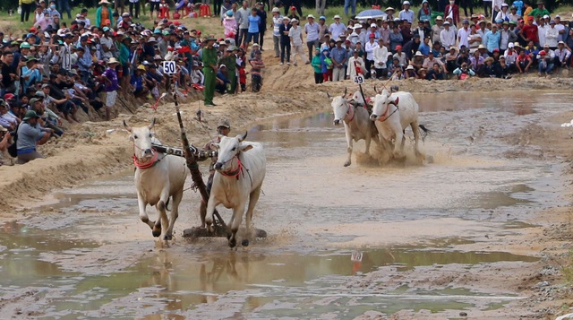 Độc đáo hội đua bò Bảy Núi thu hút hàng nghìn lượt du khách tới cổ vũ  - 6