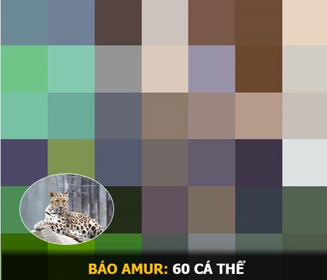 “Ám ảnh” album động vật hoang dã với mỗi Pixel tương ứng một cá thể còn sống - 14 “Ám ảnh” album động vật hoang dã với mỗi Pixel tương ứng một cá thể còn sống - 14