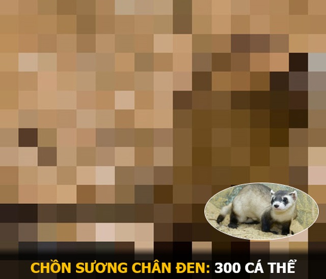 “Ám ảnh” album động vật hoang dã với mỗi Pixel tương ứng một cá thể còn sống - 12 “Ám ảnh” album động vật hoang dã với mỗi Pixel tương ứng một cá thể còn sống - 12