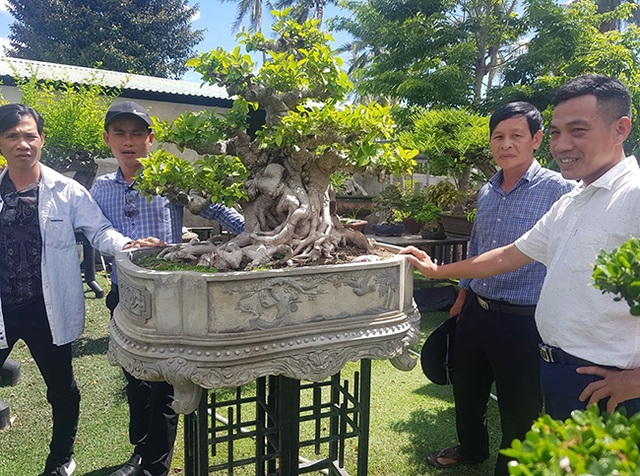 Si đỏ hơn 100 năm tuổi, đại gia trả tiền tỷ cũng không mua được - 16 Si đỏ hơn 100 năm tuổi, đại gia trả tiền tỷ cũng không mua được - 16