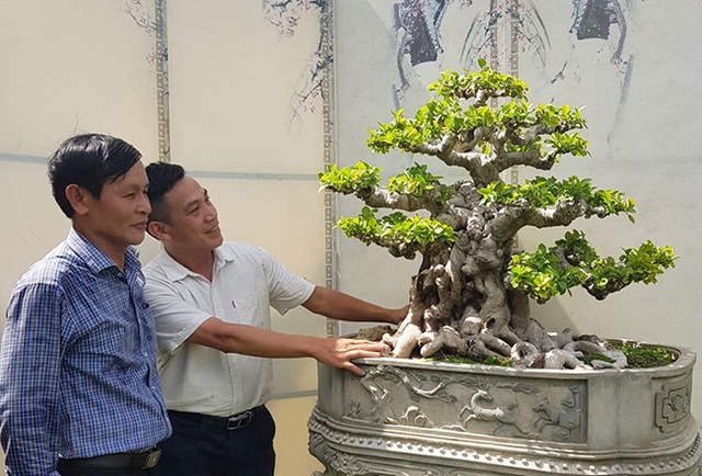 Si đỏ hơn 100 năm tuổi, đại gia trả tiền tỷ cũng không mua được - 3 Si đỏ hơn 100 năm tuổi, đại gia trả tiền tỷ cũng không mua được - 3