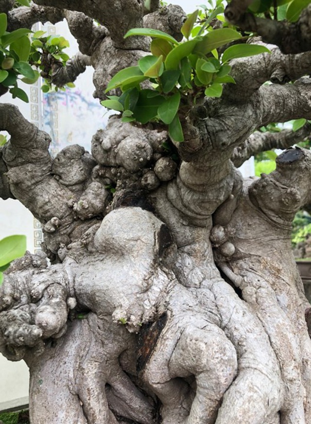 Si đỏ hơn 100 năm tuổi, đại gia trả tiền tỷ cũng không mua được - 9 Si đỏ hơn 100 năm tuổi, đại gia trả tiền tỷ cũng không mua được - 9