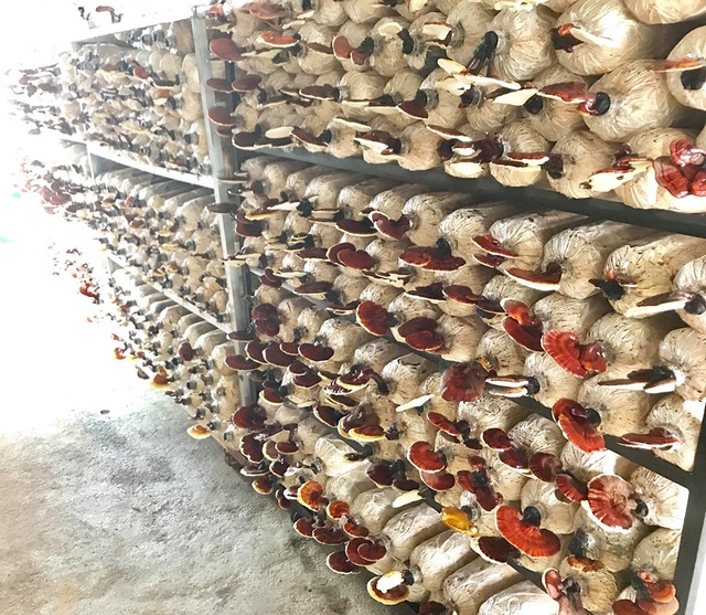Bỏ dạy nghề về trồng nấm linh chi, mỗi năm thu hơn 1 tỷ đồng - 3 Bỏ dạy nghề về trồng nấm linh chi, mỗi năm thu hơn 1 tỷ đồng - 3