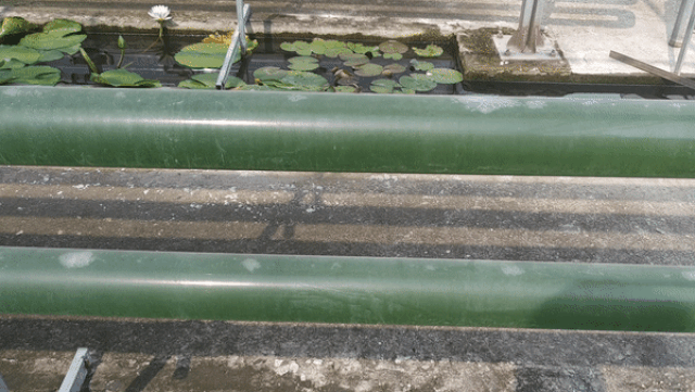 Vi tảo “Made in Vietnam”: Mục sở thị công nghệ nuôi tảo Spirulina của các nhà khoa học Việt - 9 Vi tảo “Made in Vietnam”: Mục sở thị công nghệ nuôi tảo Spirulina của các nhà khoa học Việt - 9