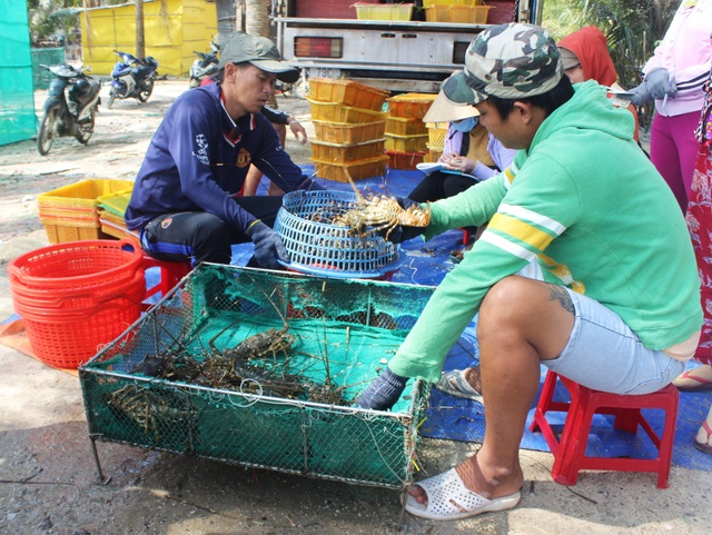 Phú Yên: Thị trường Trung Quốc “chê” tôm hùm, người nuôi lao đao - 3