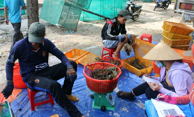 Phú Yên: Thị trường Trung Quốc “chê” tôm hùm, người nuôi lao đao - 6