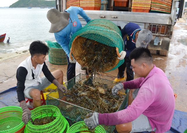 Phú Yên: Thị trường Trung Quốc “chê” tôm hùm, người nuôi lao đao - 1