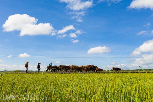 Chiêm ngưỡng cánh đồng lúa đẹp nhất nhì Tây Nguyên từ trên cao - 10