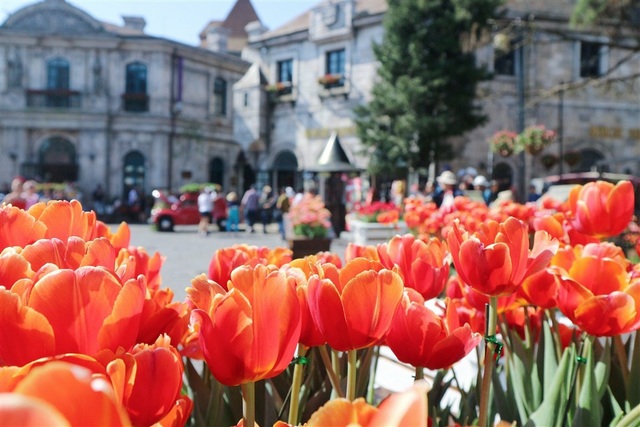 Một triệu bông tulip khoe sắc trên đỉnh Bà Nà - Ảnh 5. Một triệu bông tulip khoe sắc trên đỉnh Bà Nà - Ảnh 5.