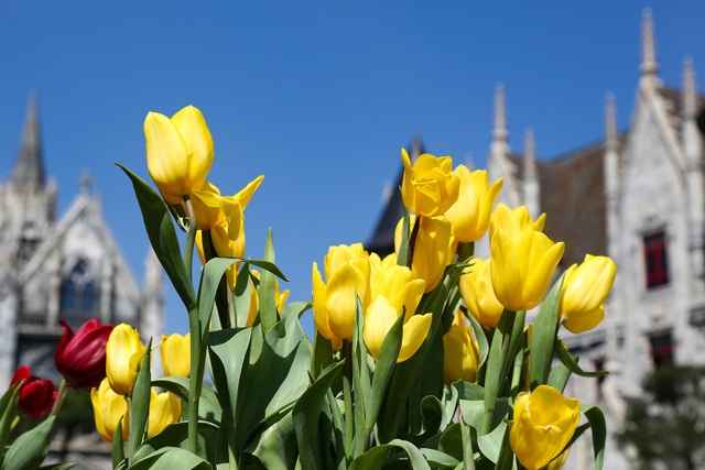 Một triệu bông tulip khoe sắc trên đỉnh Bà Nà - Ảnh 1. Một triệu bông tulip khoe sắc trên đỉnh Bà Nà - Ảnh 1.