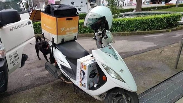 Một người đàn ông đã bị phạt hơn 46 triệu đồng vì gửi mèo bằng đường bưu điện - Ảnh 2. Một người đàn ông đã bị phạt hơn 46 triệu đồng vì gửi mèo bằng đường bưu điện - Ảnh 2.
