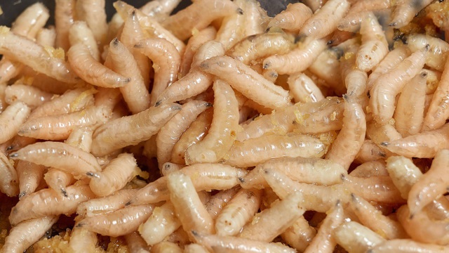 Chính phủ Anh gửi giòi đến các vùng chiến sự để chữa thương - Ảnh 1. Chính phủ Anh gửi giòi đến các vùng chiến sự để chữa thương - Ảnh 1.