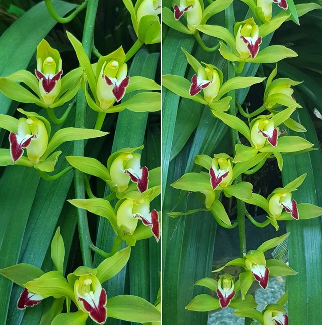 Khu vườn huyền thoại ở Lào Cai, mỗi năm chỉ thu 1 lần 20 tỷ đồng - Ảnh 3. Khu vườn huyền thoại ở Lào Cai, mỗi năm chỉ thu 1 lần 20 tỷ đồng - Ảnh 3.