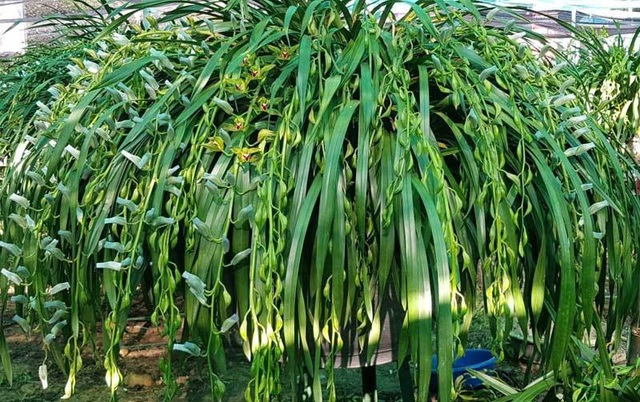 Khu vườn huyền thoại ở Lào Cai, mỗi năm chỉ thu 1 lần 20 tỷ đồng - Ảnh 4. Khu vườn huyền thoại ở Lào Cai, mỗi năm chỉ thu 1 lần 20 tỷ đồng - Ảnh 4.