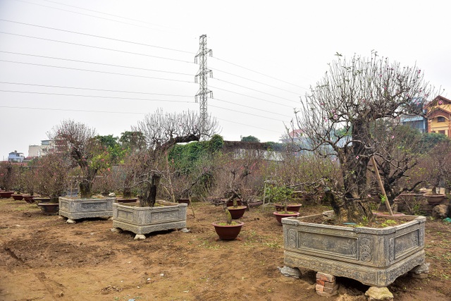 Đào cổ thụ Tết khủng giá trăm triệu bung hàng chờ đại gia - 1
Vườn rộng gần hàng nghìn mét vuông trồng hơn 200 gốc đào, trong đó có khoảng gần 100 gốc đào cổ thụ có tuổi đời từ 40-50 năm, ngoài những gốc đào cổ thụ của nhà từ trước. Ngoài ra đào cổ thụ được nhà vườn mua từ khắp nơi để mang về chăm sóc tạo dáng.