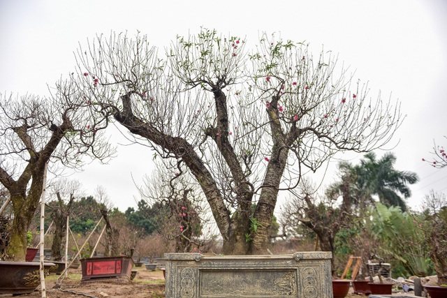 Đào cổ thụ Tết khủng giá trăm triệu bung hàng chờ đại gia - 8
Ngoài ra, những gốc đào này cũng được chủ vườn ra giá cho thuê trên dưới một trăm triệu đồng.