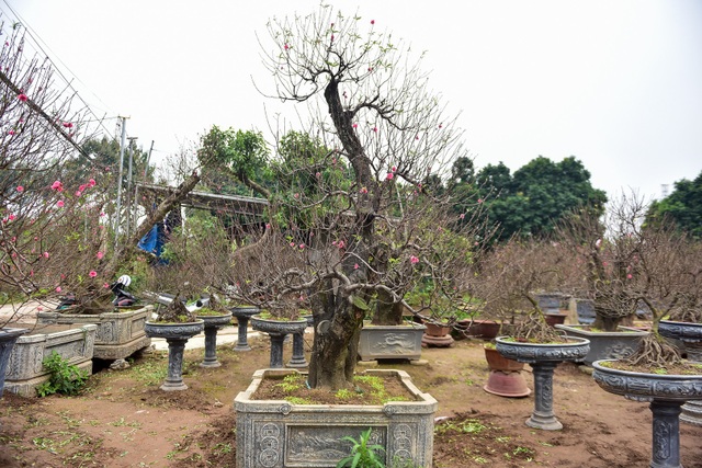Đào cổ thụ Tết khủng giá trăm triệu bung hàng chờ đại gia - 6
Để đánh giá một cây đào cổ thụ đẹp, phải dựa vào nhiều yếu tố như độ tuổi của cây, cây càng có tuổi thọ cao càng giá trị. Ngoài ra còn phải nói đến thế cây, hoa, nụ nhiều và quan trọng là hoa phải nở đúng dịp Tết âm lịch.